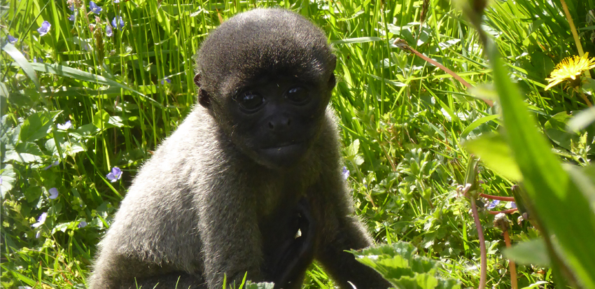 Is the adoption of baby monkeys legal in the United States?