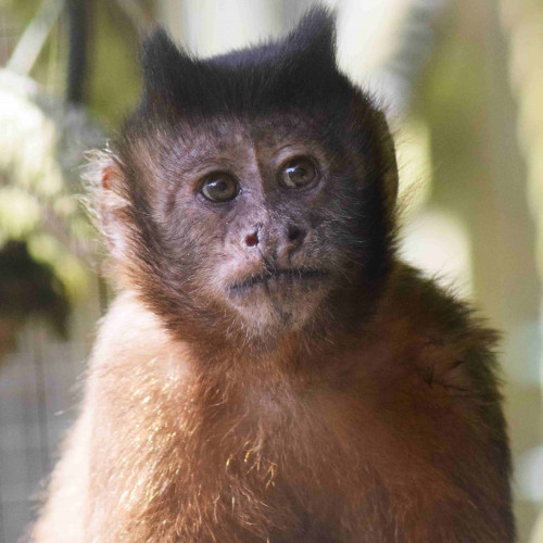 laser vergeven matig Adopt a Monkey - Wild Futures