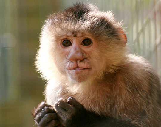 Adopt a Capuchin Monkey  Symbolic Adoptions from WWF