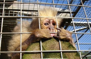 Missy, capuchin rescued by Wild Futures in 2005