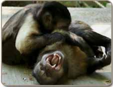 Rescued Capuchins