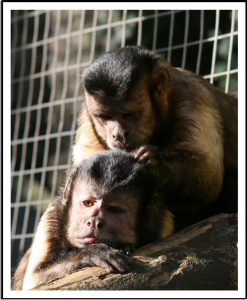 Joey & Charlie Brown grooming