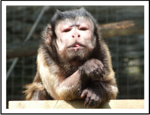 Joey the capuchin monkey