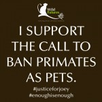 i support the call to ban primates as pets copy