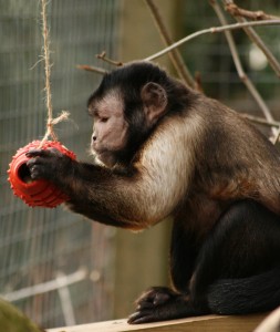 Joey with enrichment toy copyright The Monkey Sanctuary Trust