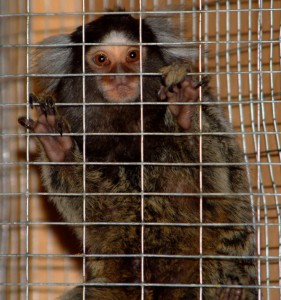 Marmoset appeal 2