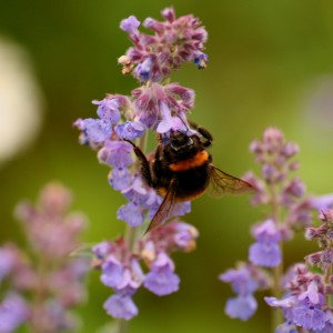 bee