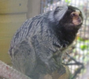 Jerry the Marmoset